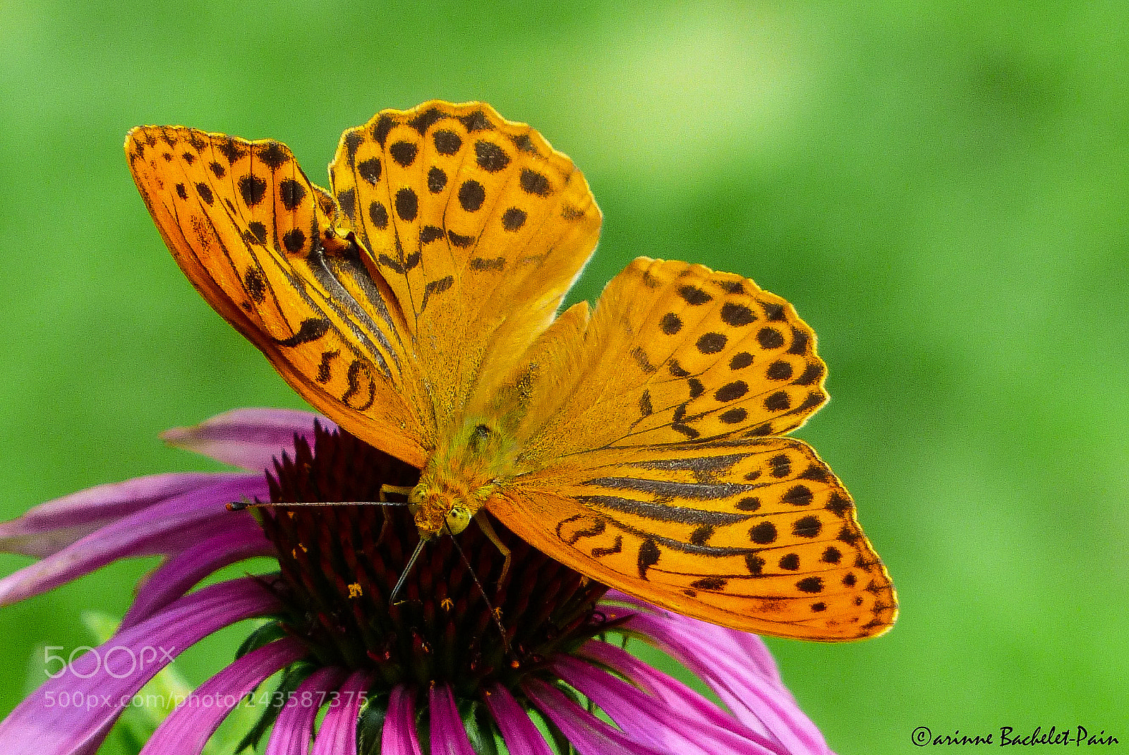 Panasonic Lumix DMC-FZ200 sample photo. Butterfly's lunch photography