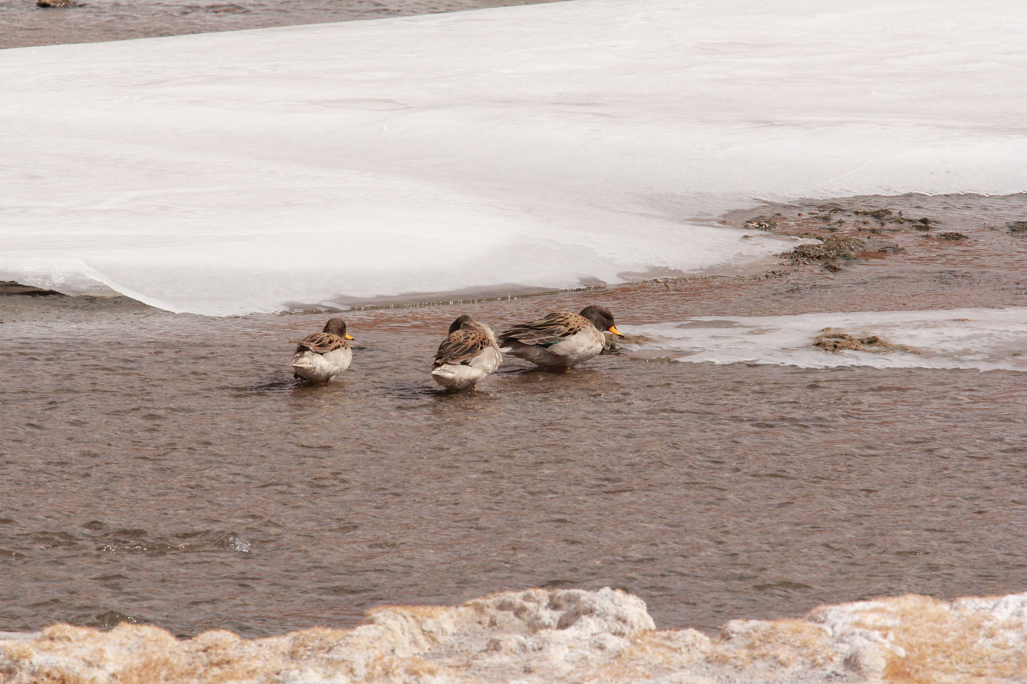 Canon EOS 60D + Canon EF 70-200mm F4L USM sample photo. Puna, san pedro de atacama photography