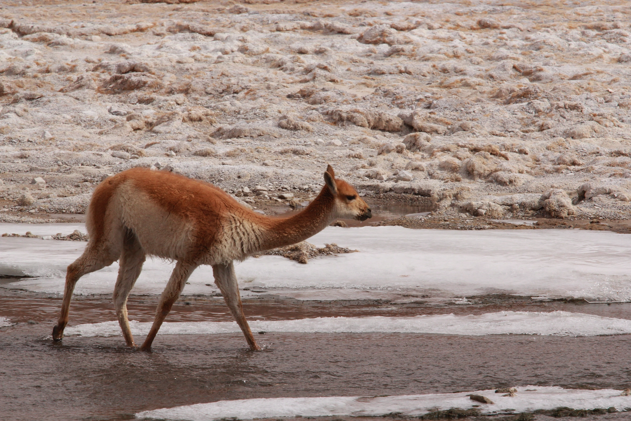 Canon EF 70-200mm F4L USM sample photo. San pedro de atacama photography