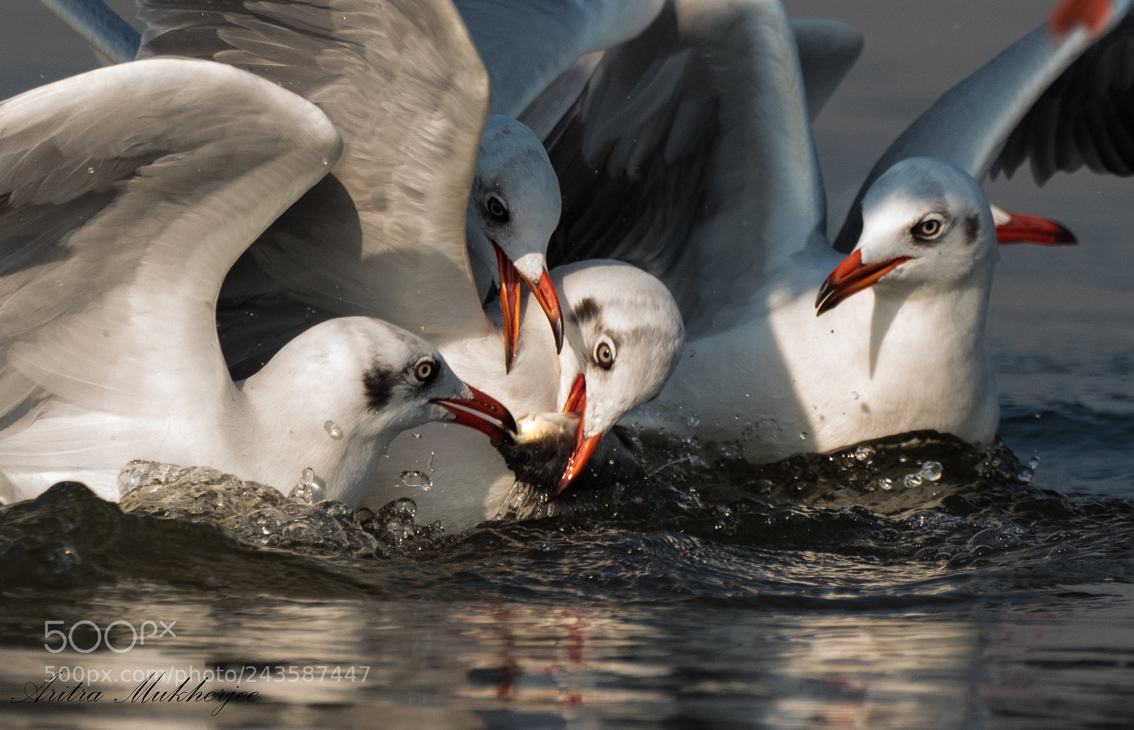 Pentax K-1 sample photo. Fight for the prize photography