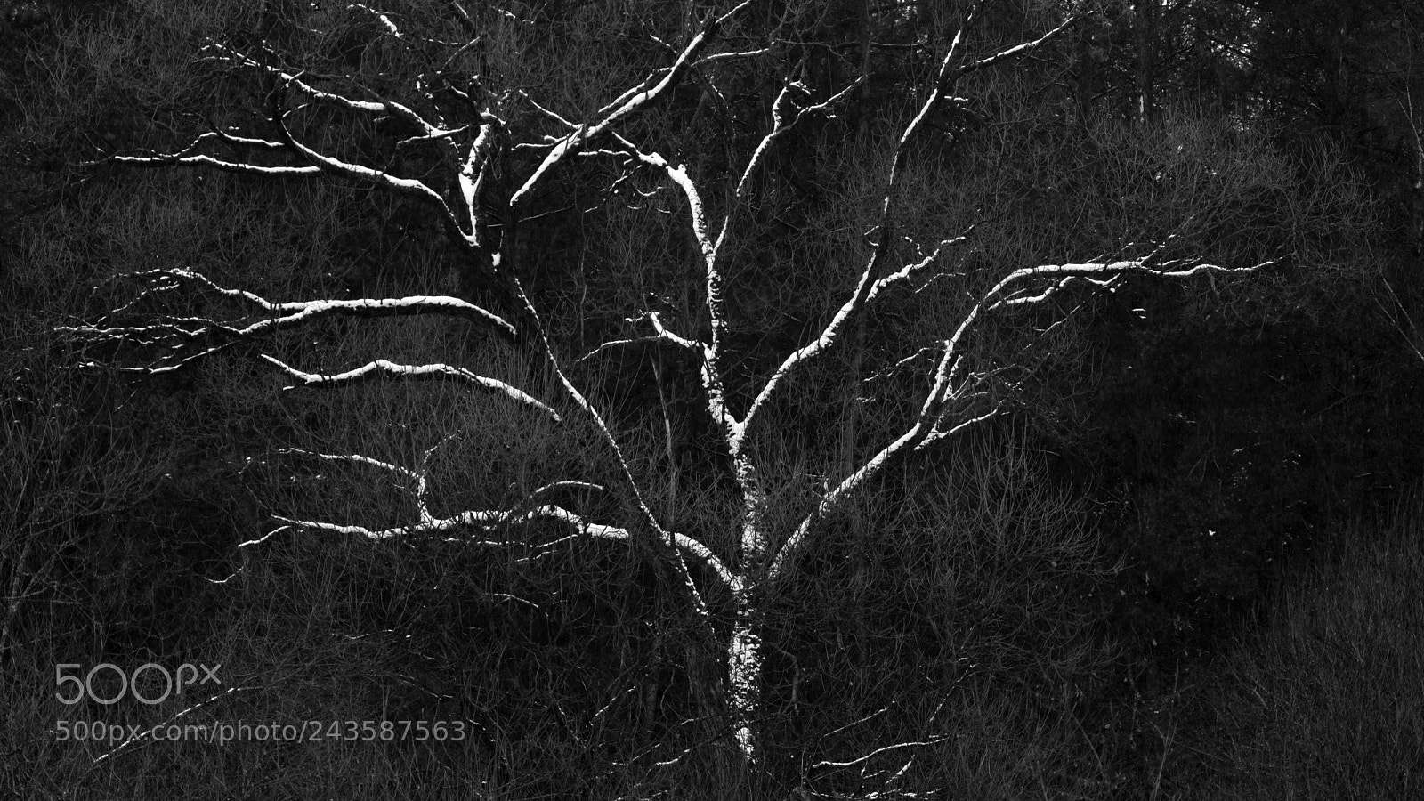 Sony SLT-A65 (SLT-A65V) sample photo. Untitled photography