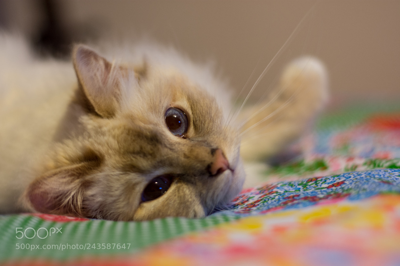 Nikon D7200 sample photo. Cutest of cats photography