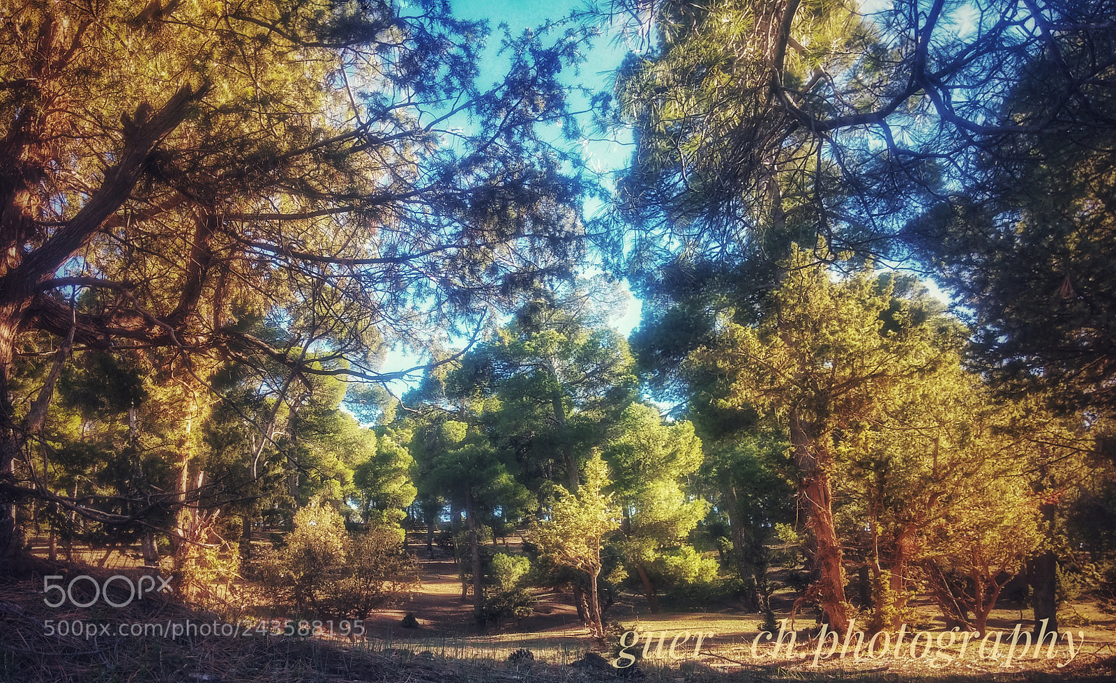 LG G2 sample photo. Forest photography