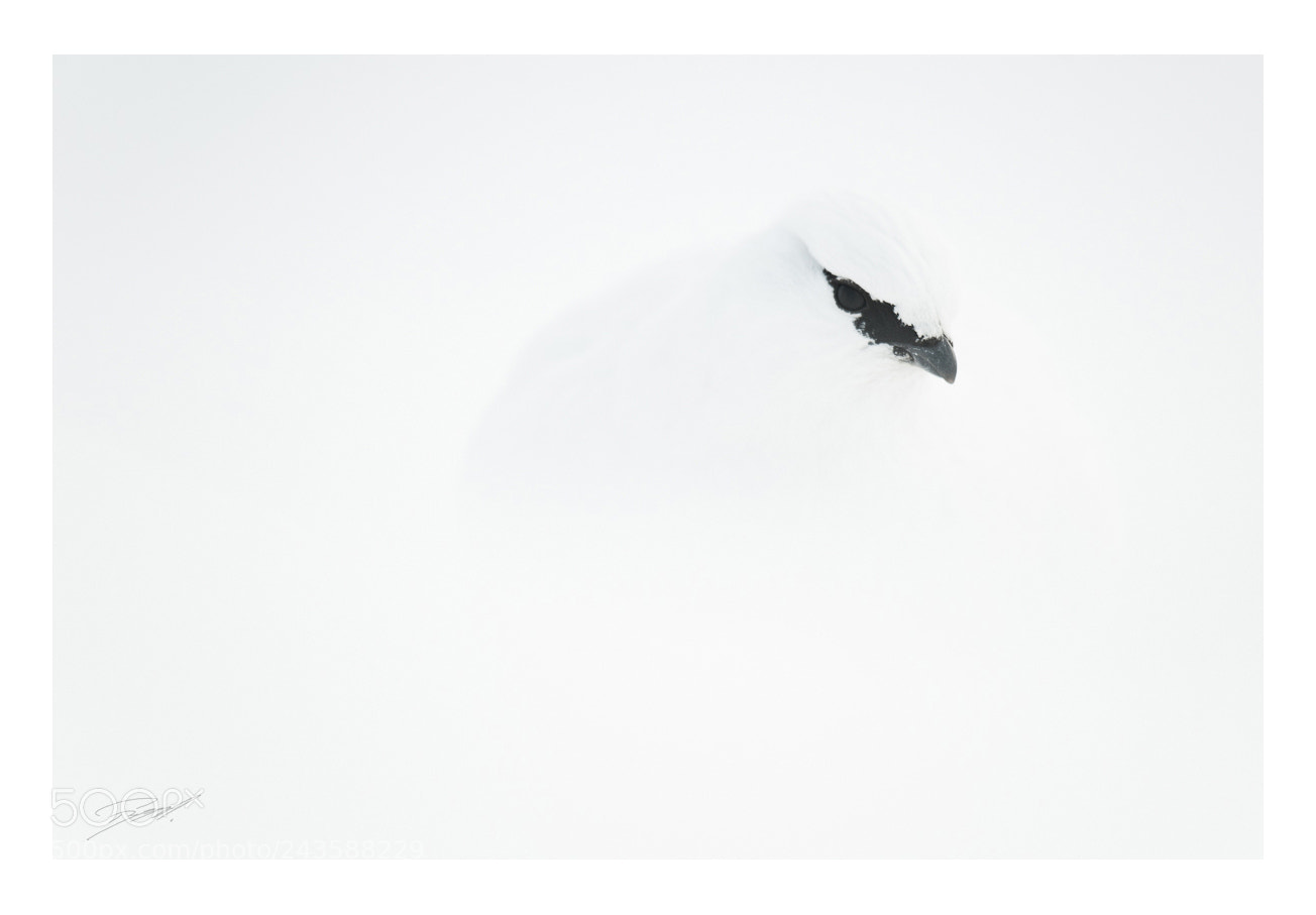 Nikon D3 sample photo. Snow grouse award photography