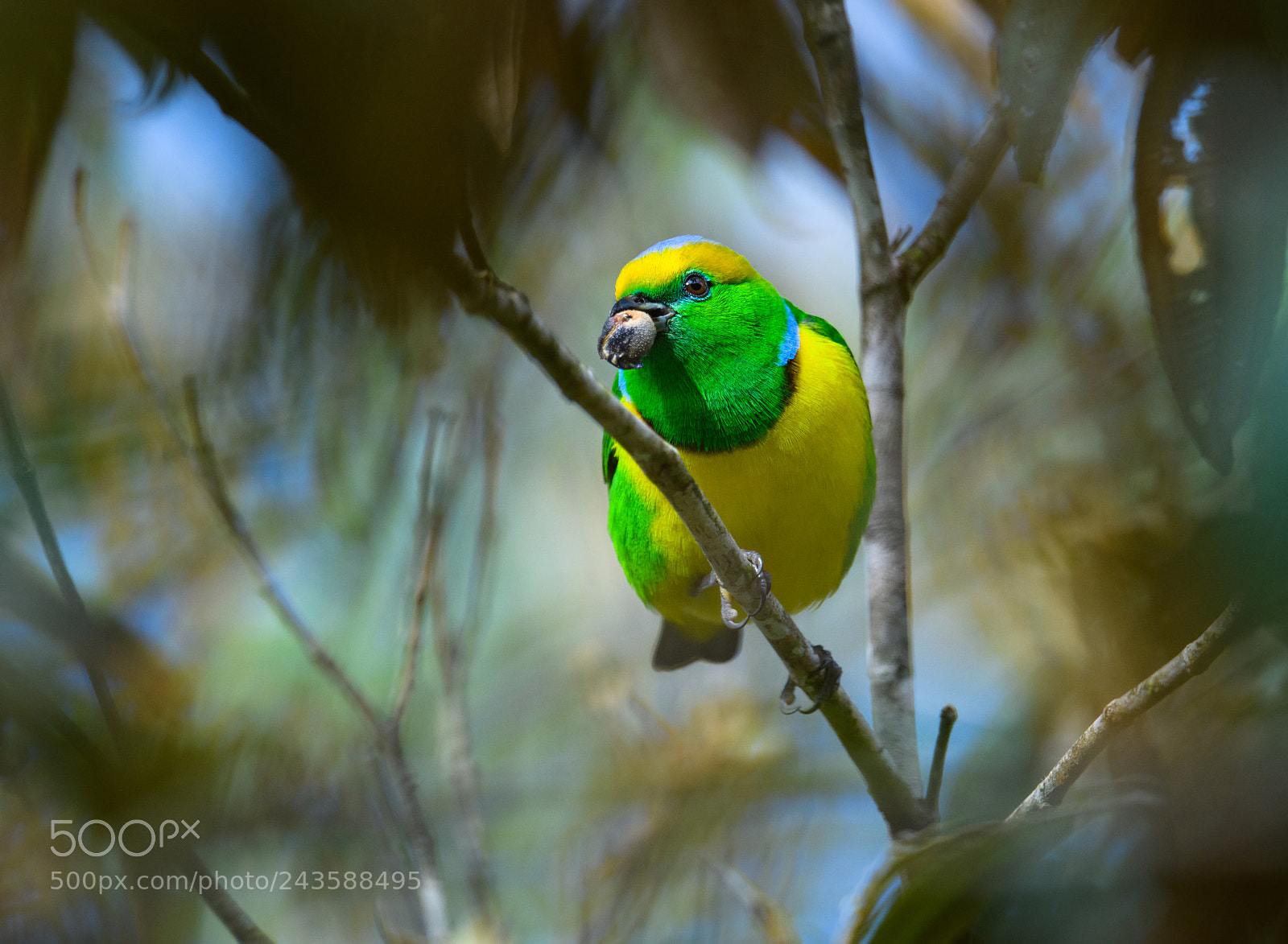Nikon D850 sample photo. Golden browed chlorophonia snacking photography