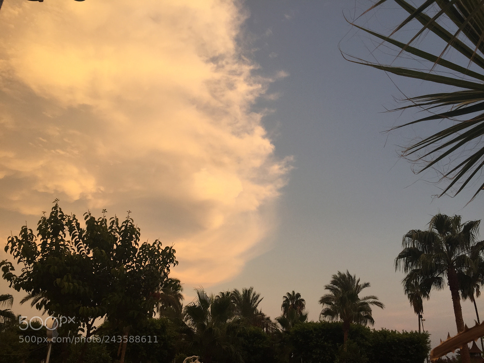 Apple iPhone 6 sample photo. Untitled photography