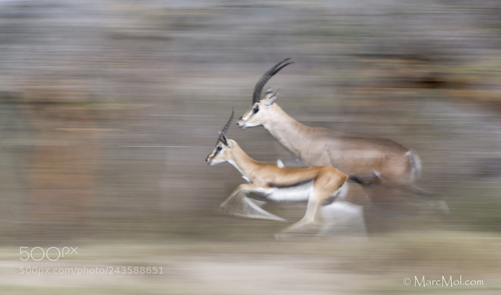 Nikon D850 sample photo. Panic in the herd photography