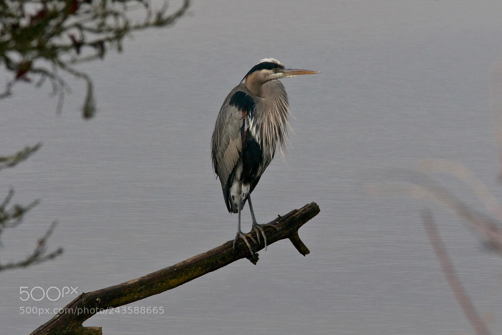 Canon EOS-1Ds Mark II sample photo. Great blue heron #16 photography
