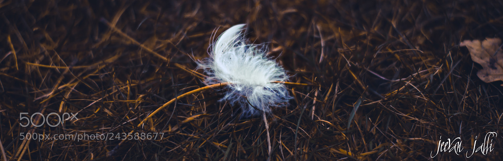Nikon D3400 sample photo. Feather photography