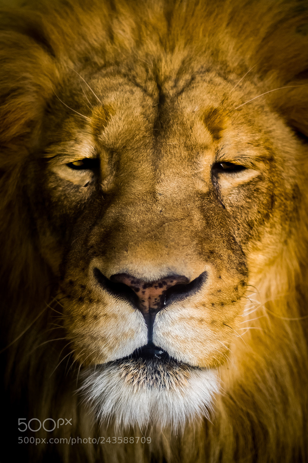 Nikon D70s sample photo. Joshua the lion photography