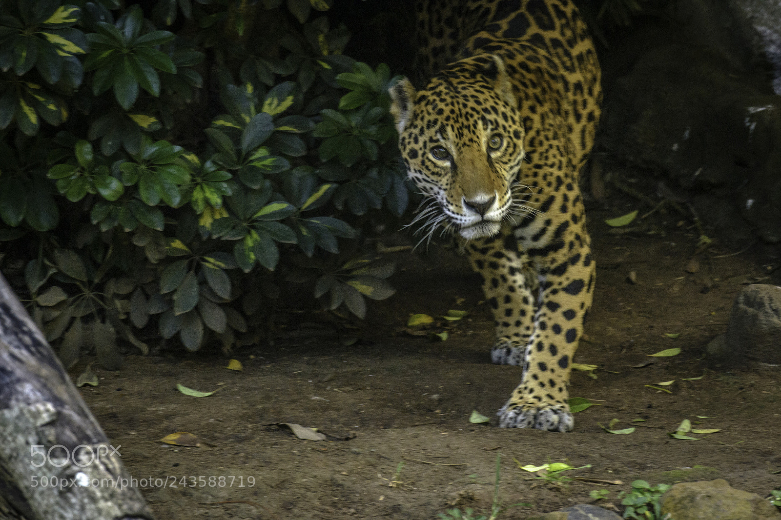 Nikon D3100 sample photo. Zoo photography