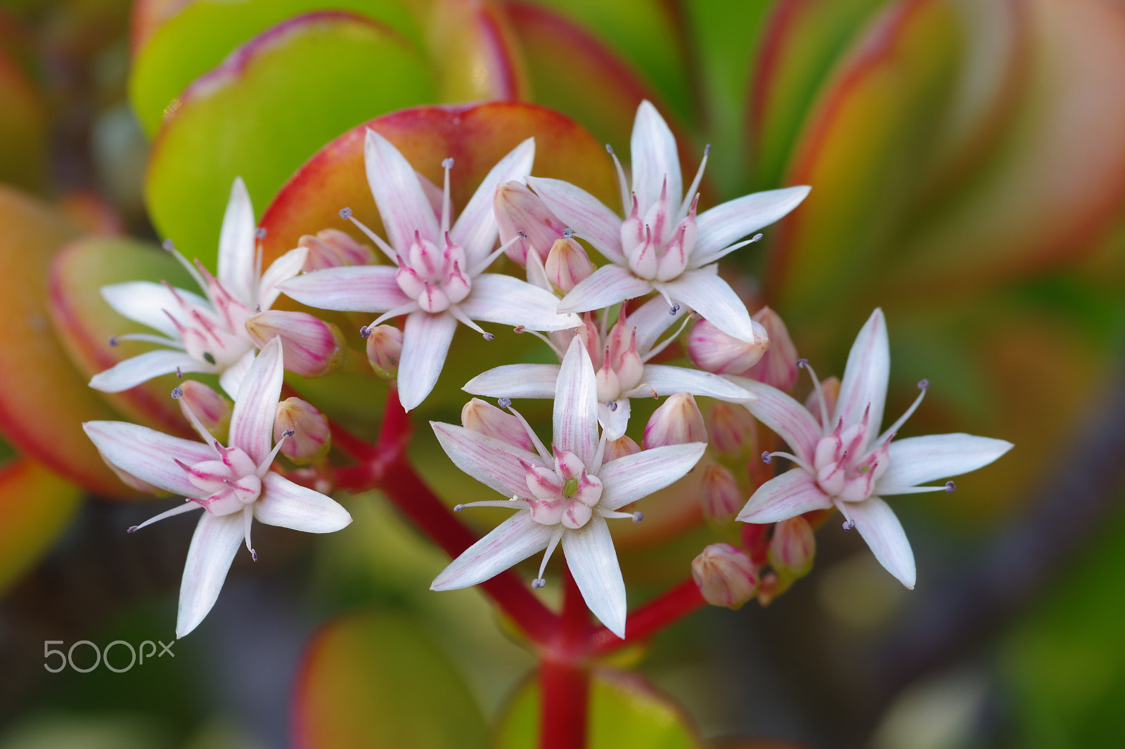 Pentax K-70 + Pentax smc D-FA 100mm F2.8 Macro WR sample photo. Flores de crassula ovata. photography