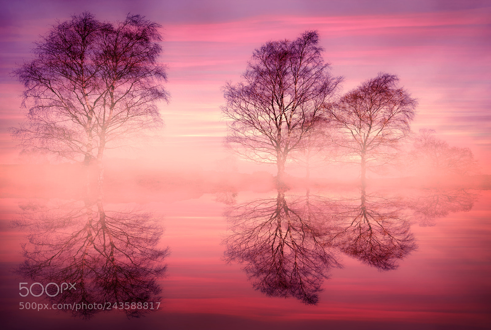 Nikon D810 sample photo. Pink fog photography