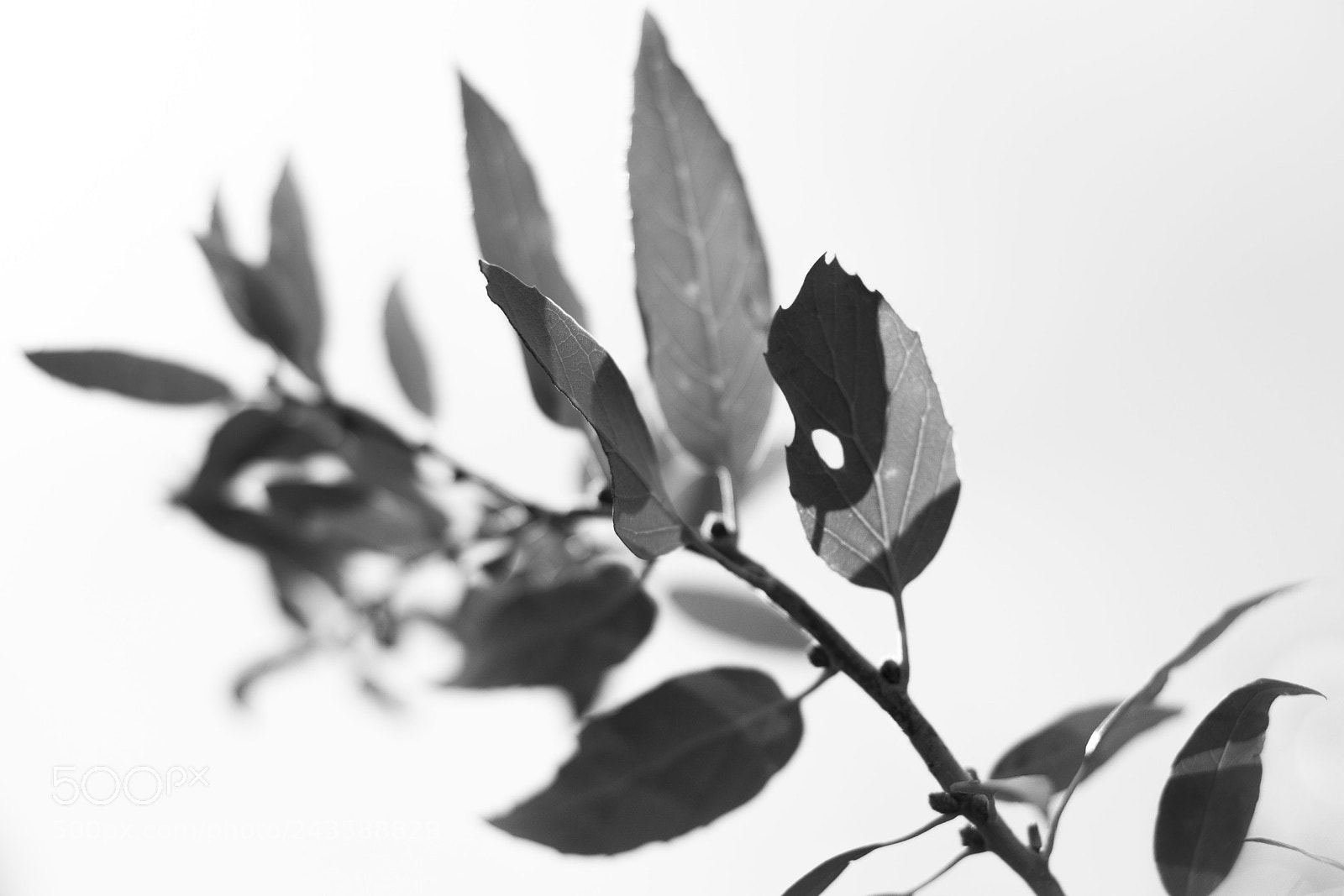 Nikon D800 sample photo. Drawn by nature photography