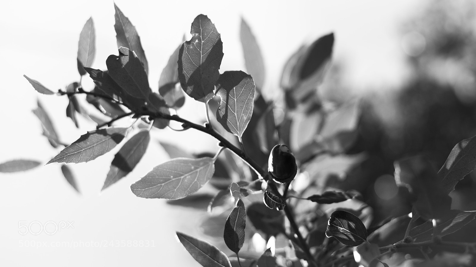 Nikon D800 sample photo. Drawn by nature photography