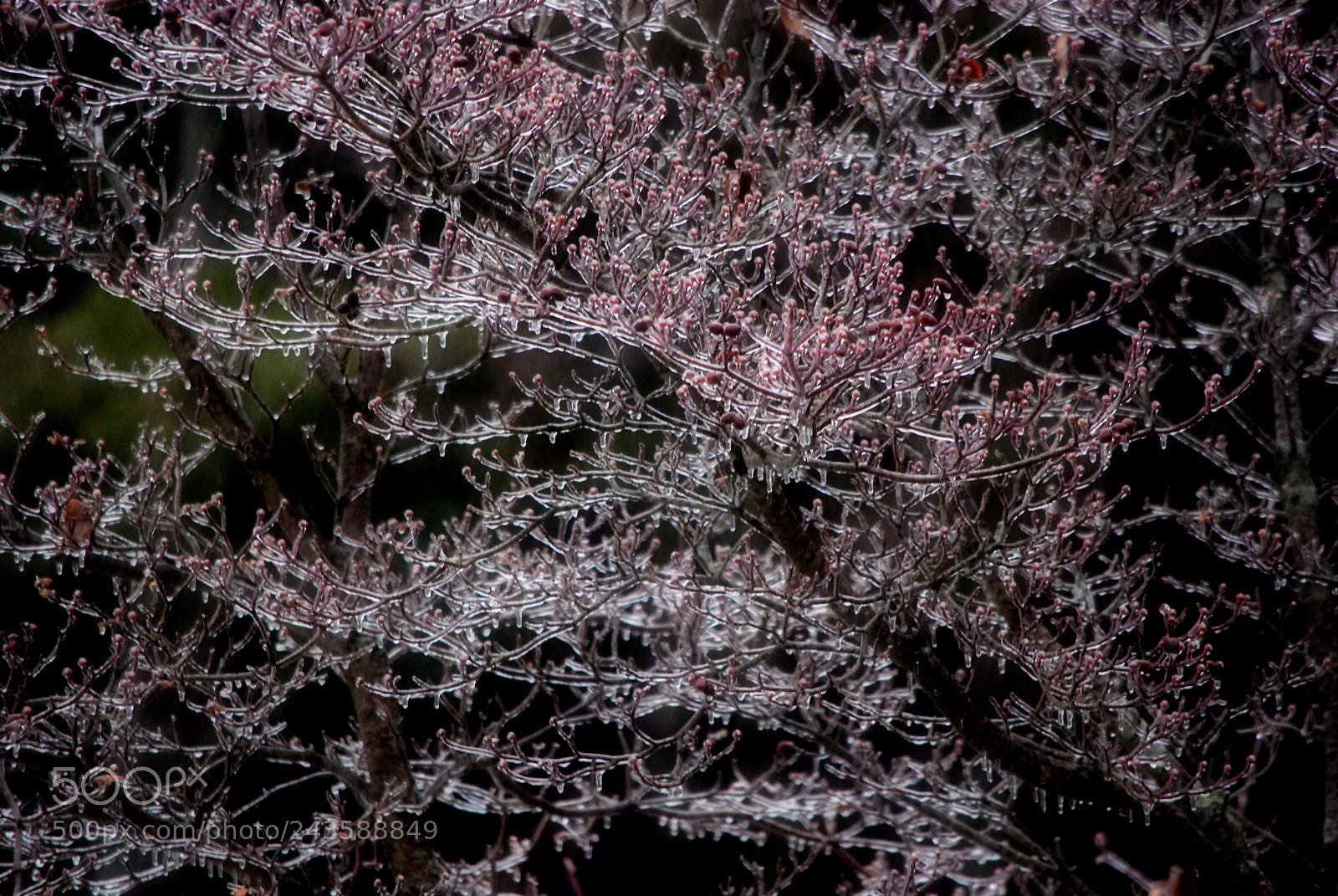 Nikon D60 sample photo. Icy rain today. photography