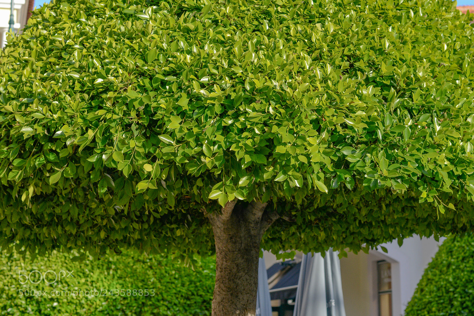 Nikon D800 sample photo. Greens photography