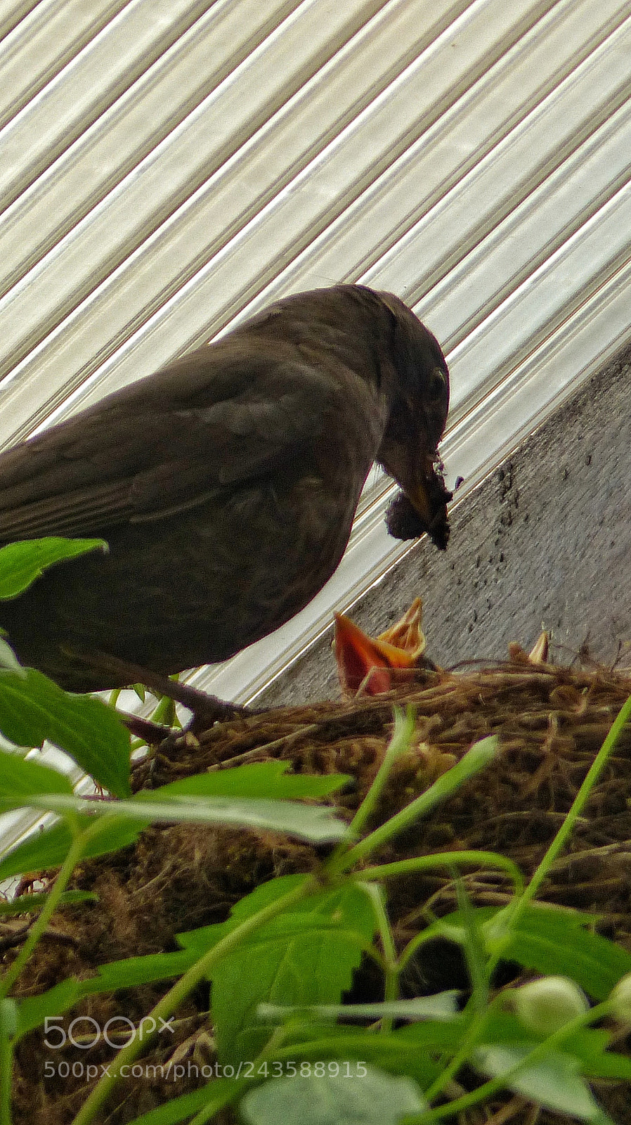 Panasonic Lumix DMC-FZ200 sample photo. Lunch photography