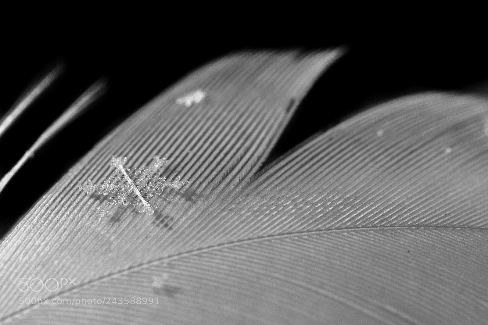 Nikon D7100 sample photo. Snowflake on the feather photography