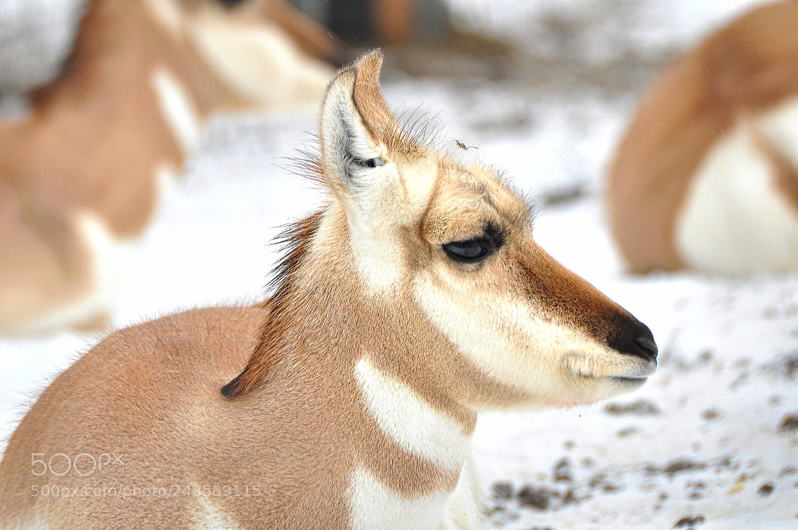 Nikon D90 sample photo. Pronghorn photography