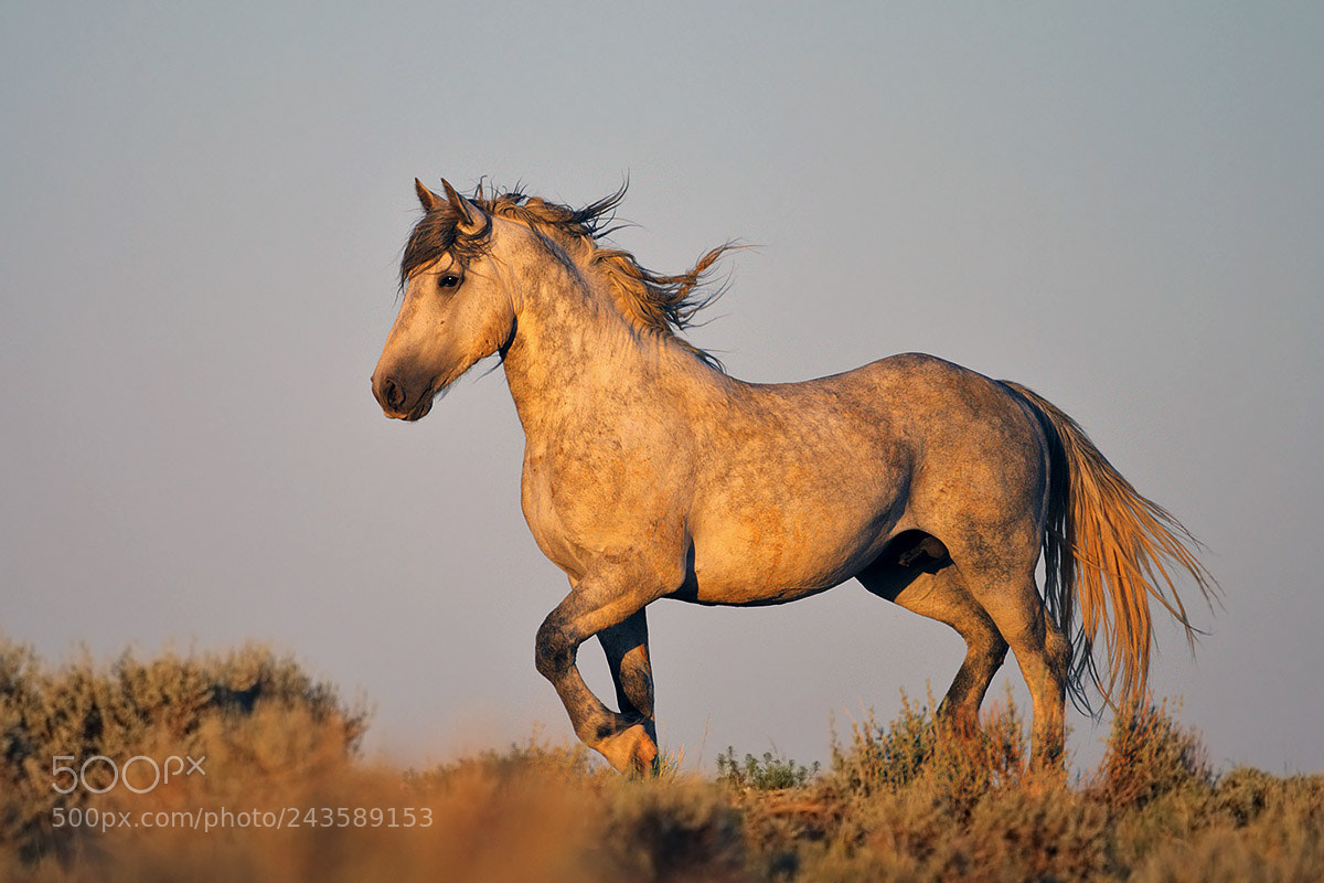 Canon EOS-1D Mark III sample photo. Wild stallion photography