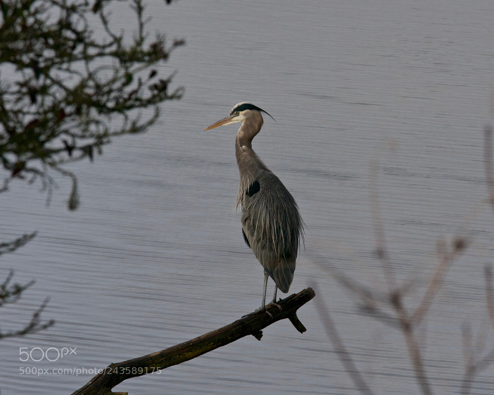 Canon EOS-1Ds Mark II sample photo. Great blue heron s photography