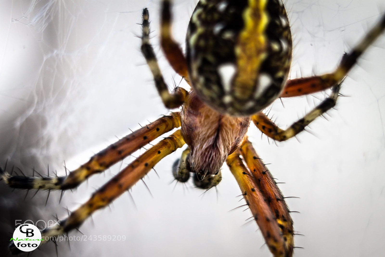 Canon EOS 1100D (EOS Rebel T3 / EOS Kiss X50) sample photo. Weaver_spider.jpg photography