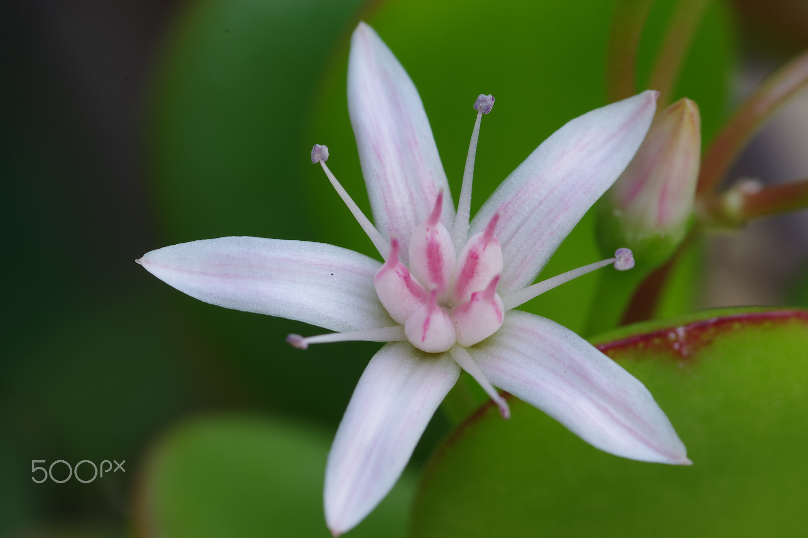 Pentax K-70 + Pentax smc D-FA 100mm F2.8 Macro WR sample photo. Flor de crassula ovata. photography