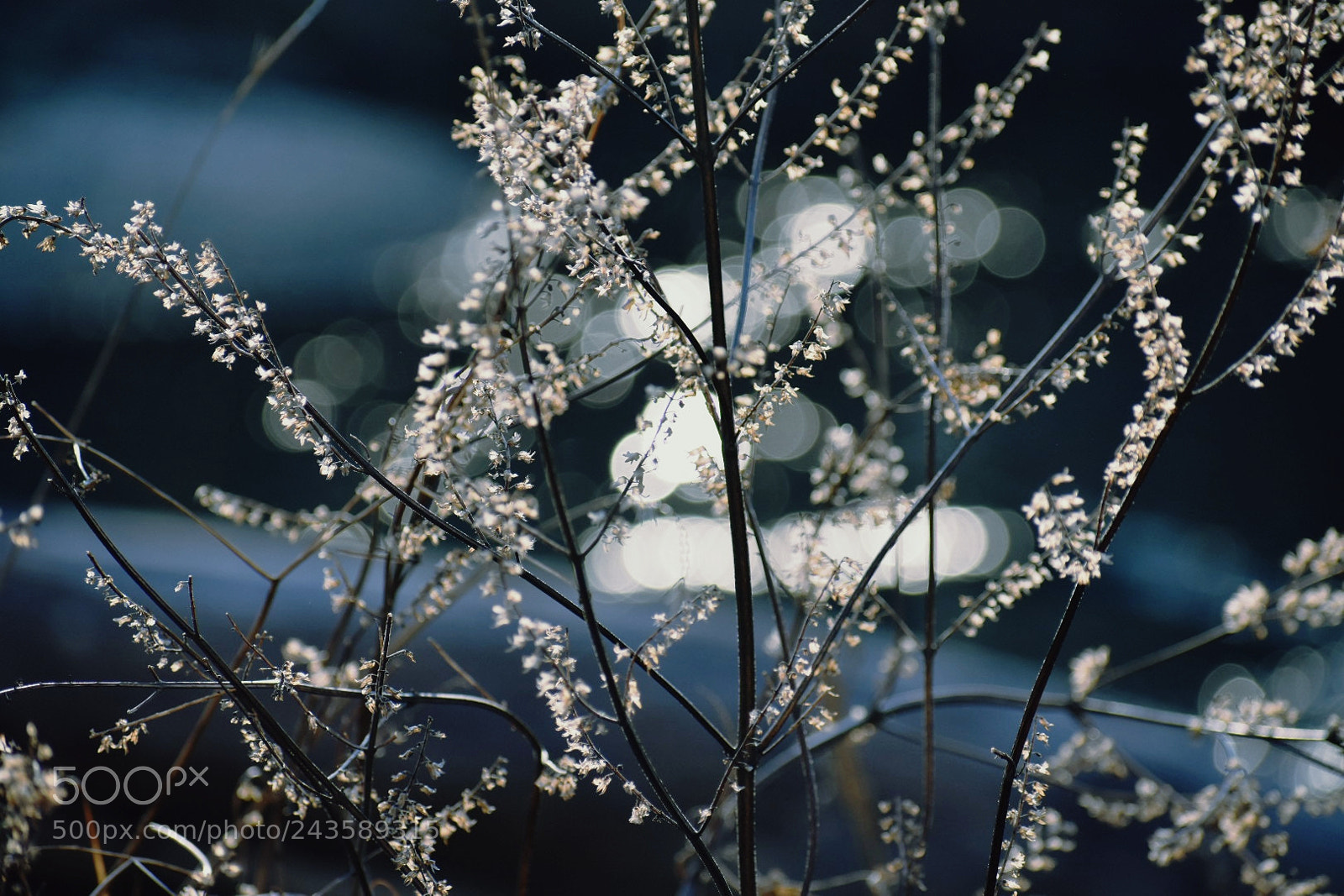 Nikon D3400 sample photo. Speckled illumination photography