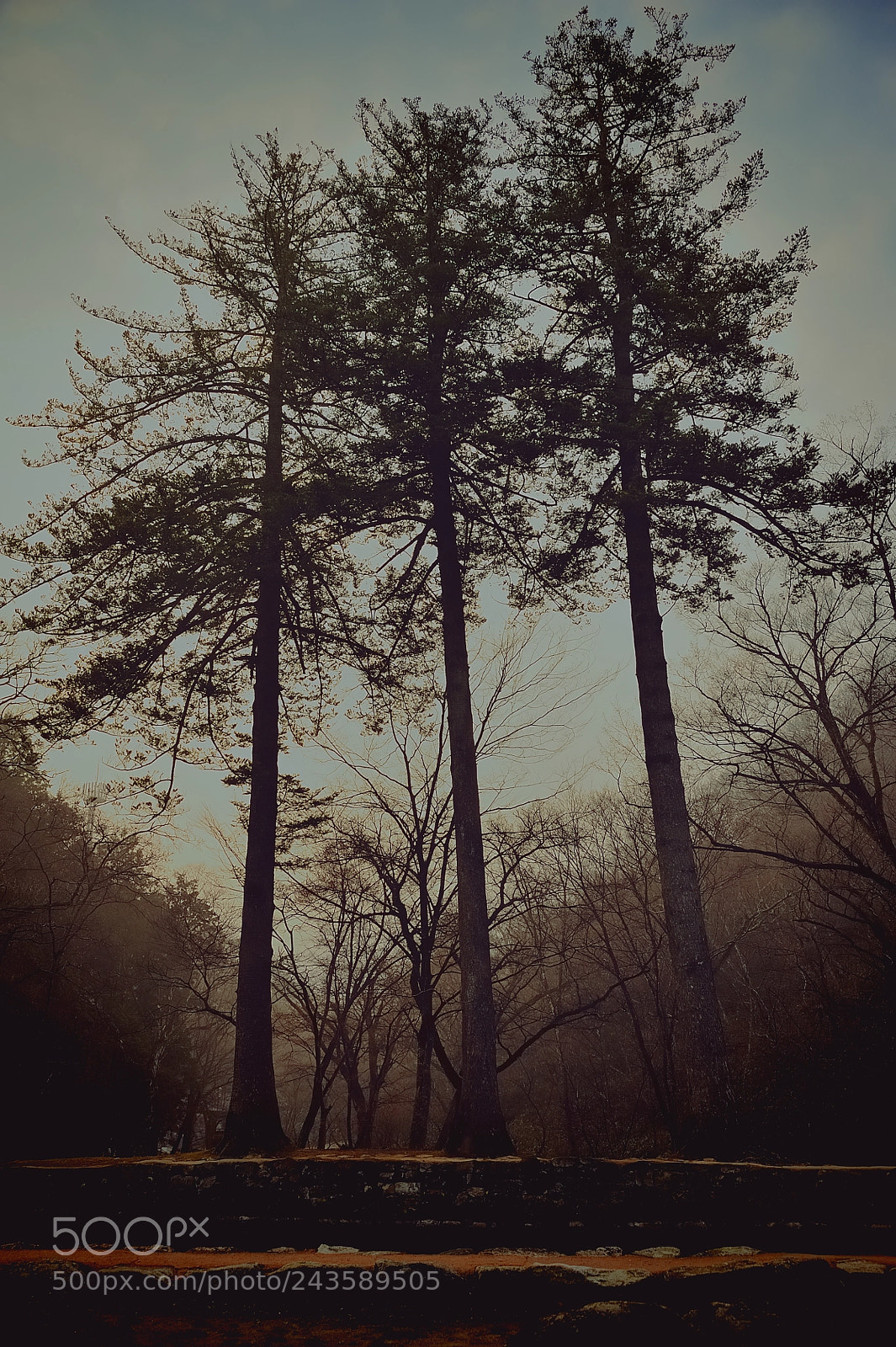 Nikon D700 sample photo. Three trees photography