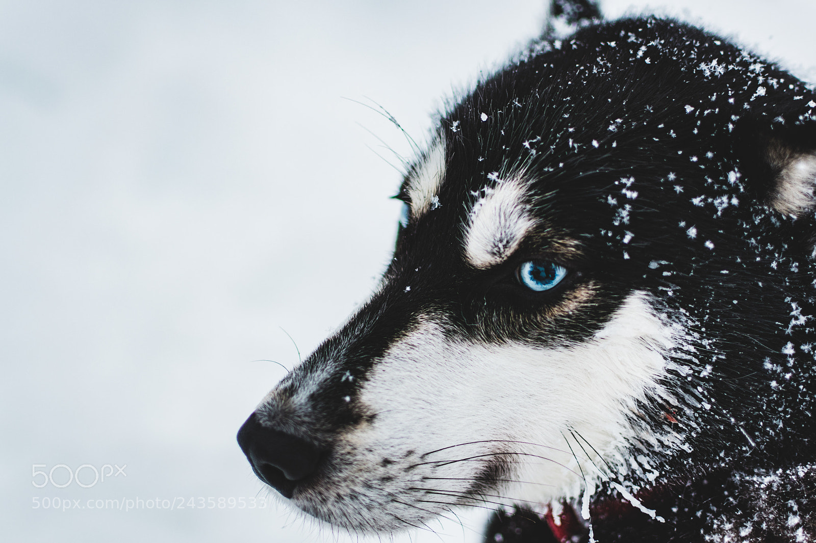 Nikon D500 sample photo. Blue photography