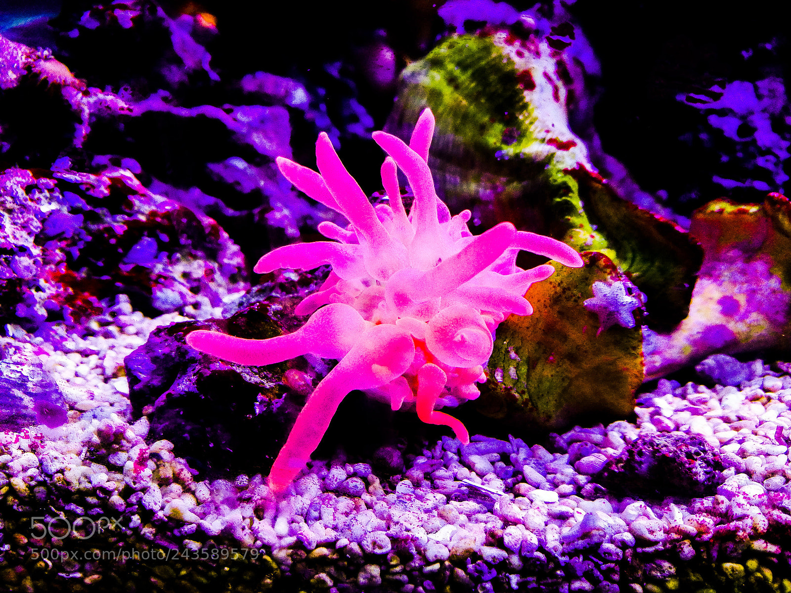 HUAWEI P9 sample photo. Pink anemona photography