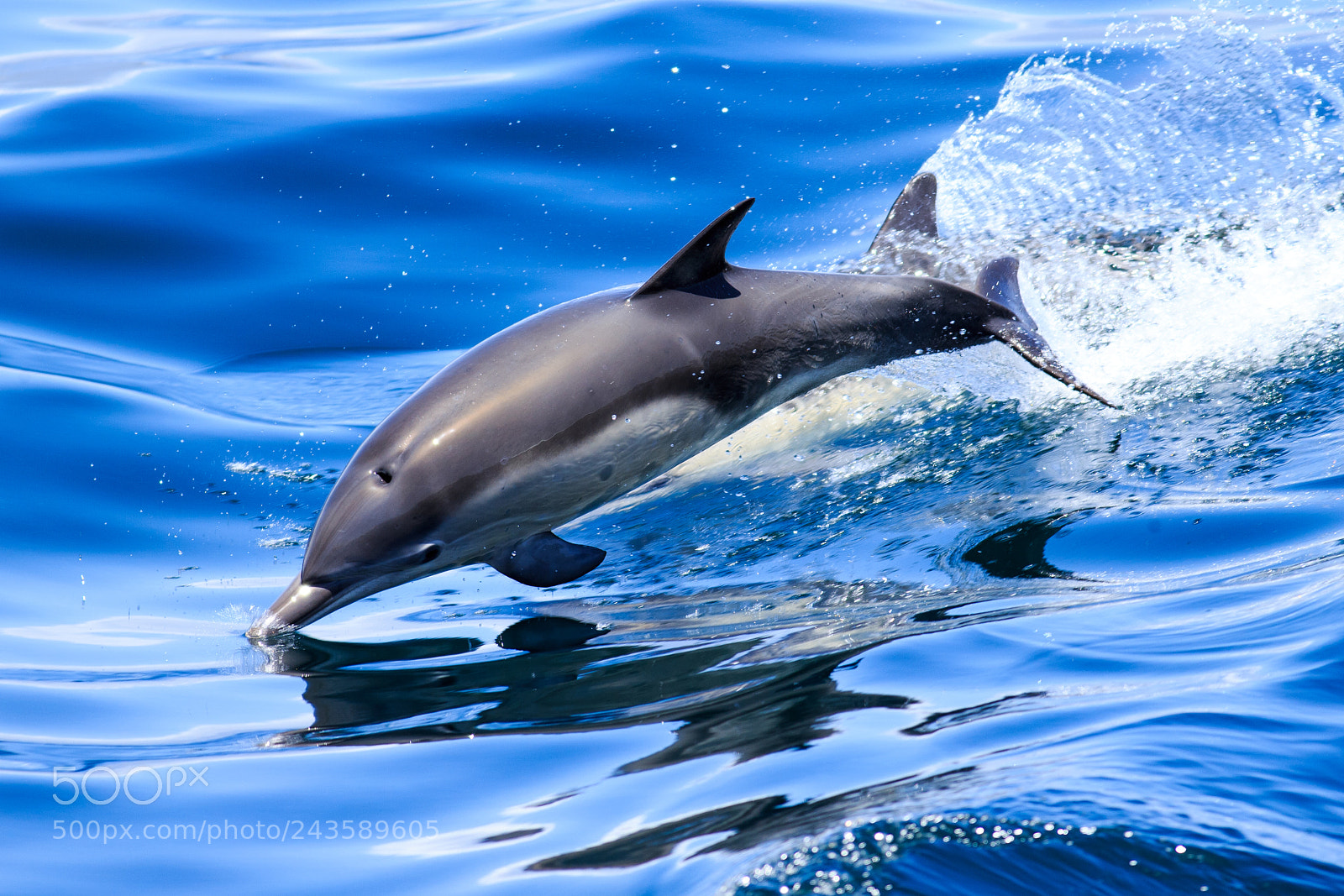 Canon EOS-1D X sample photo. A jumping dolphin photography