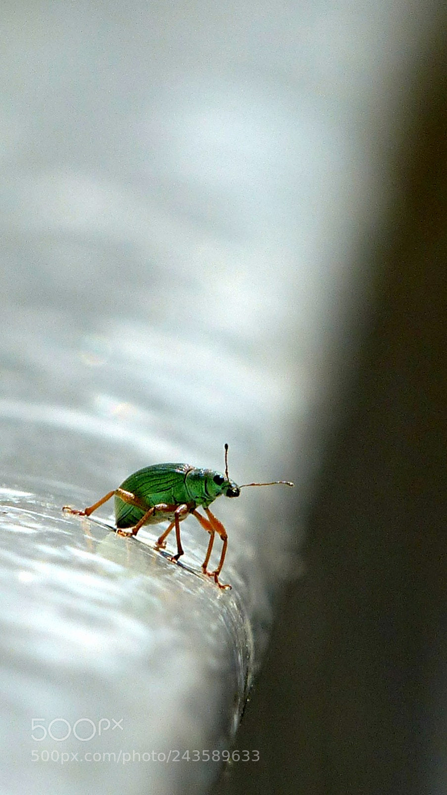 Panasonic Lumix DMC-FZ200 sample photo. Tiny little bug.. photography