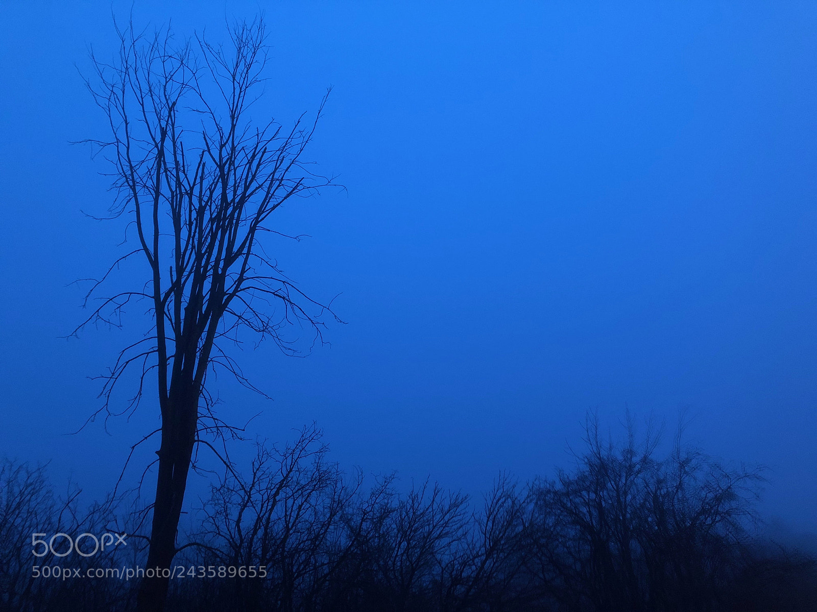 Apple iPhone 8 Plus sample photo. Misty morning photography