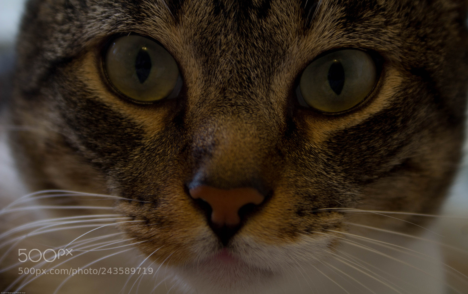 Canon EOS 1200D (EOS Rebel T5 / EOS Kiss X70 / EOS Hi) sample photo. Kitten photography
