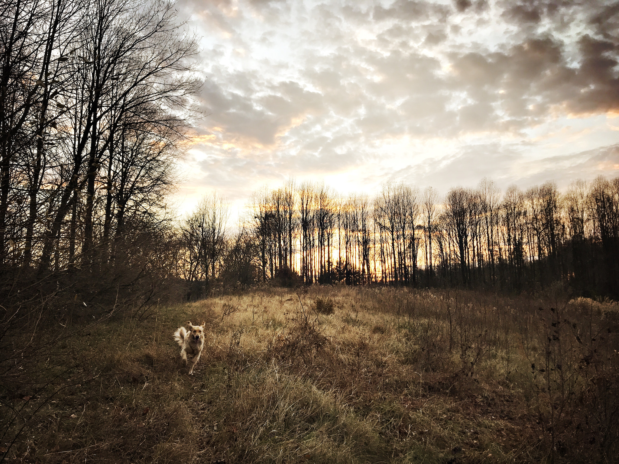 Hipstamatic 339 sample photo. Zeb running at sunset in vienna, va photography