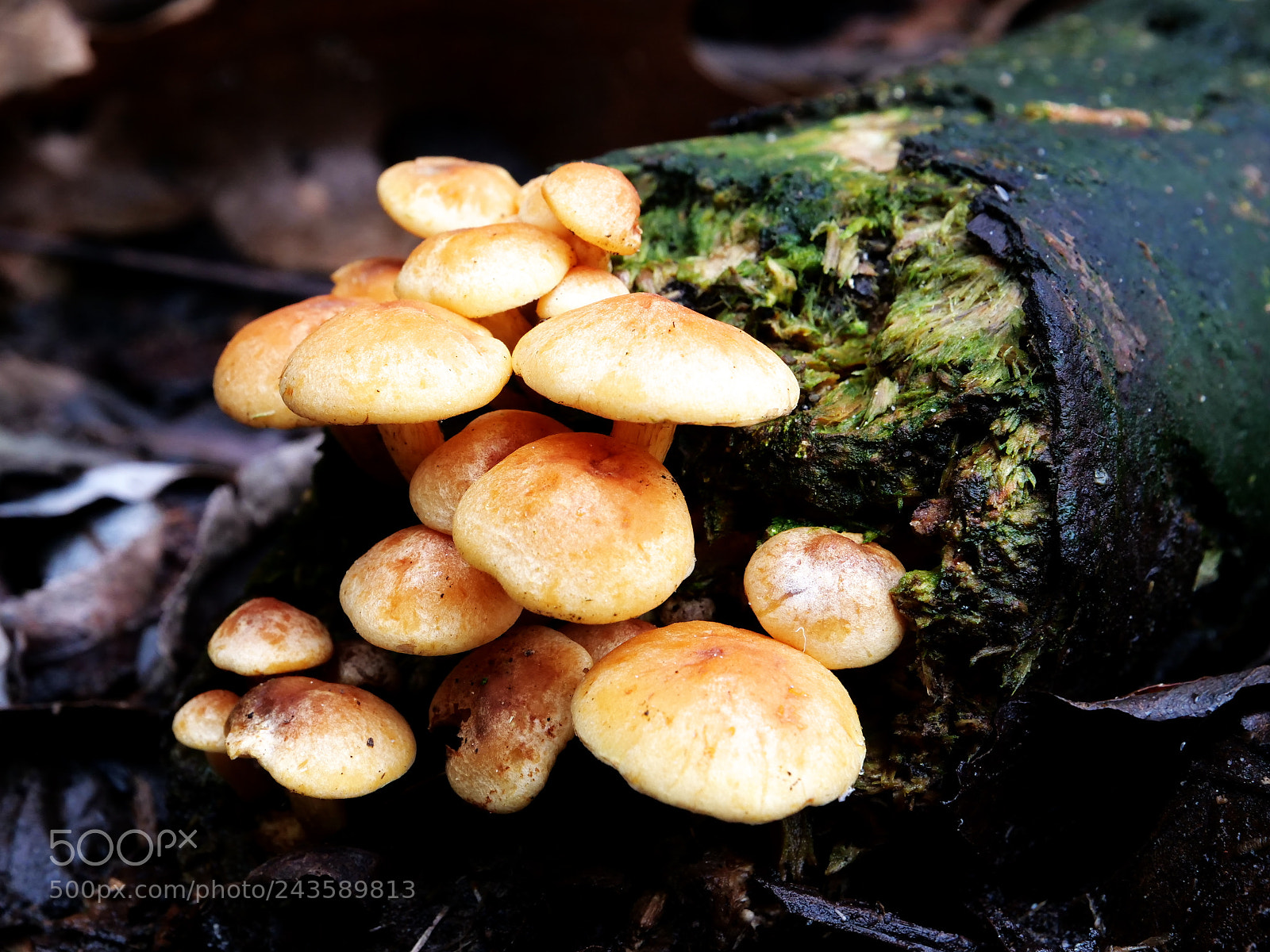 Panasonic Lumix DC-G9 sample photo. Mushrooms in winter time. photography