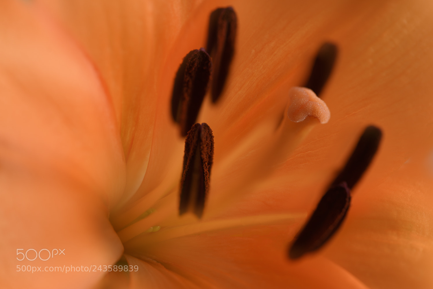 Nikon D810 sample photo. Lilium photography