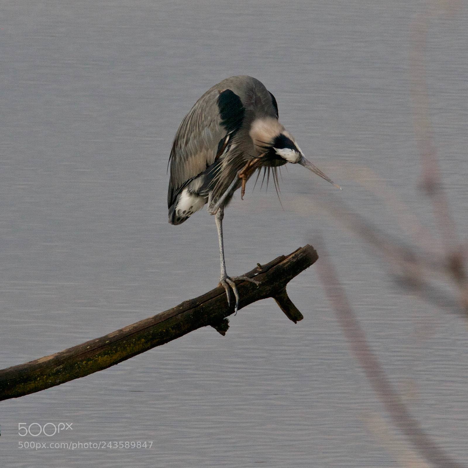 Canon EOS-1Ds Mark II sample photo. Great blue heron balance photography