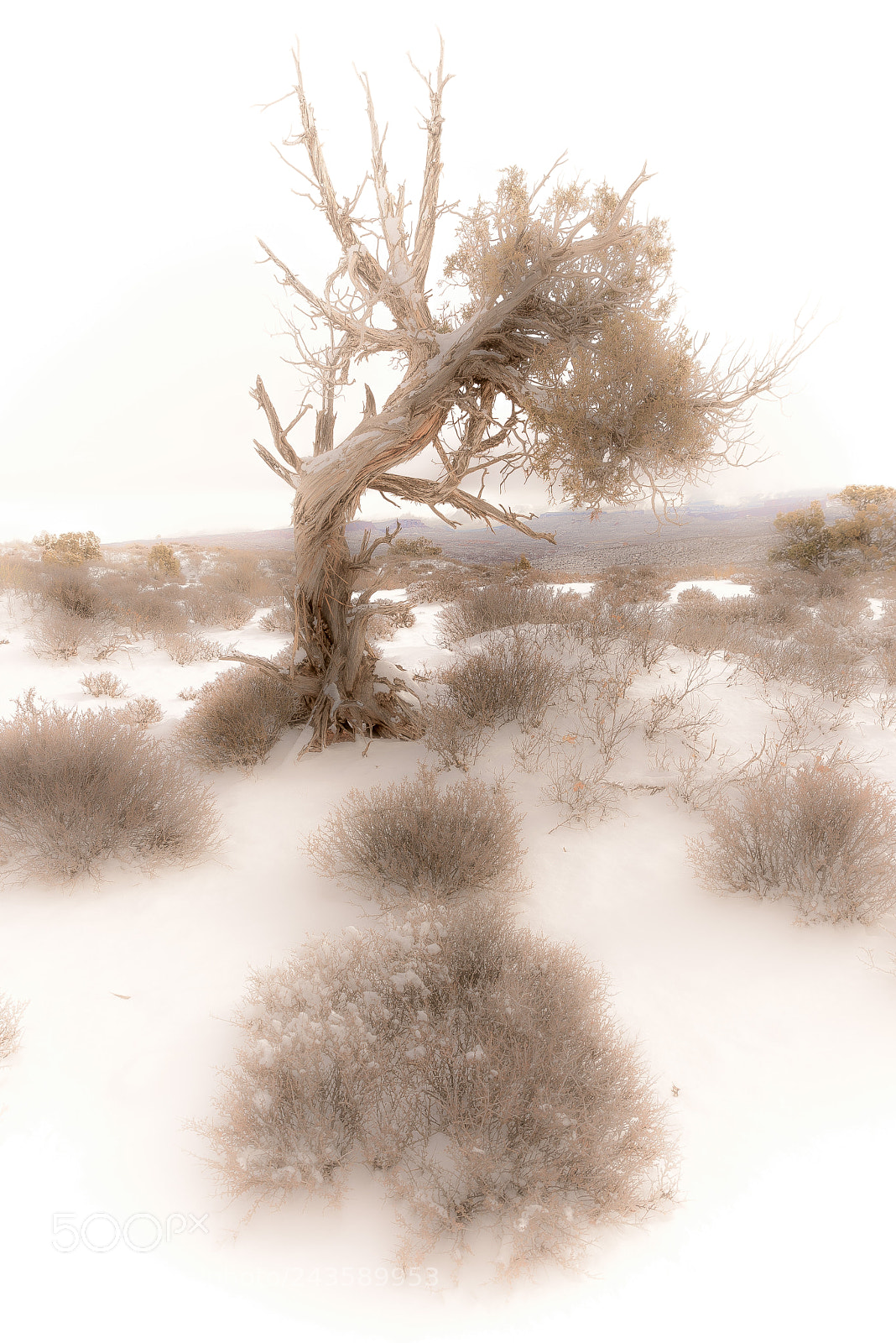 Nikon D810 sample photo. Ancient steadfast photography