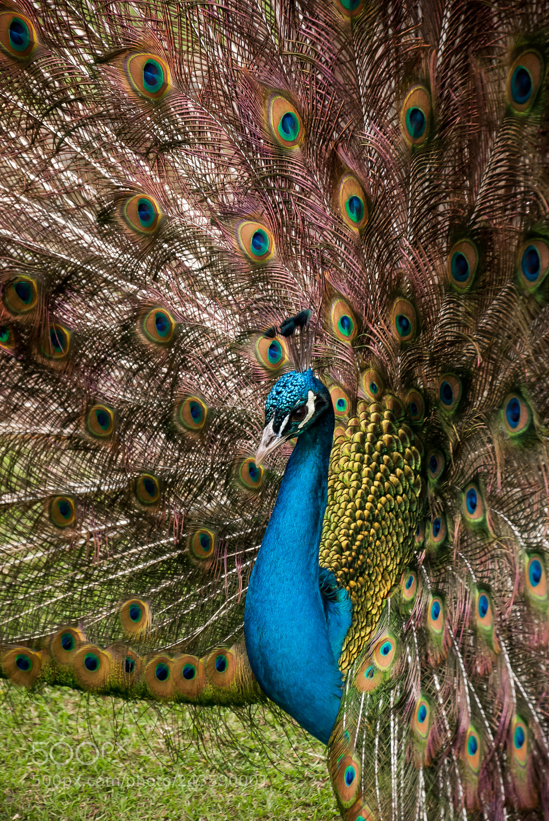 Nikon D40X sample photo. Peacock photography