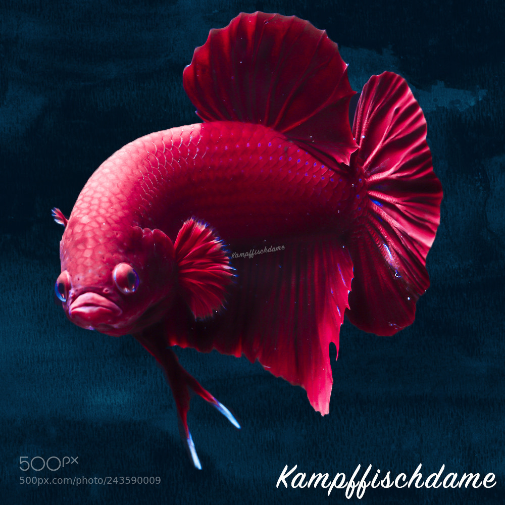 Canon EOS 750D (EOS Rebel T6i / EOS Kiss X8i) sample photo. Betta fighting fish by photography