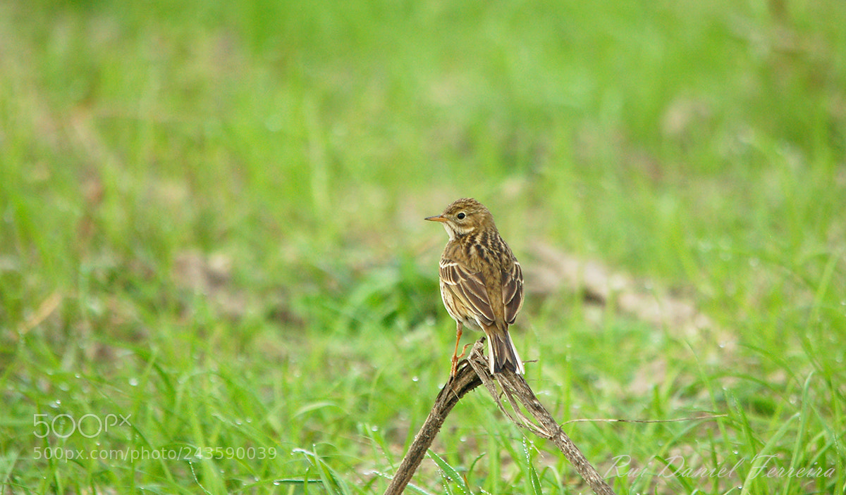 Nikon D50 sample photo. Petinha-dos-prados (anthus pratensis) photography
