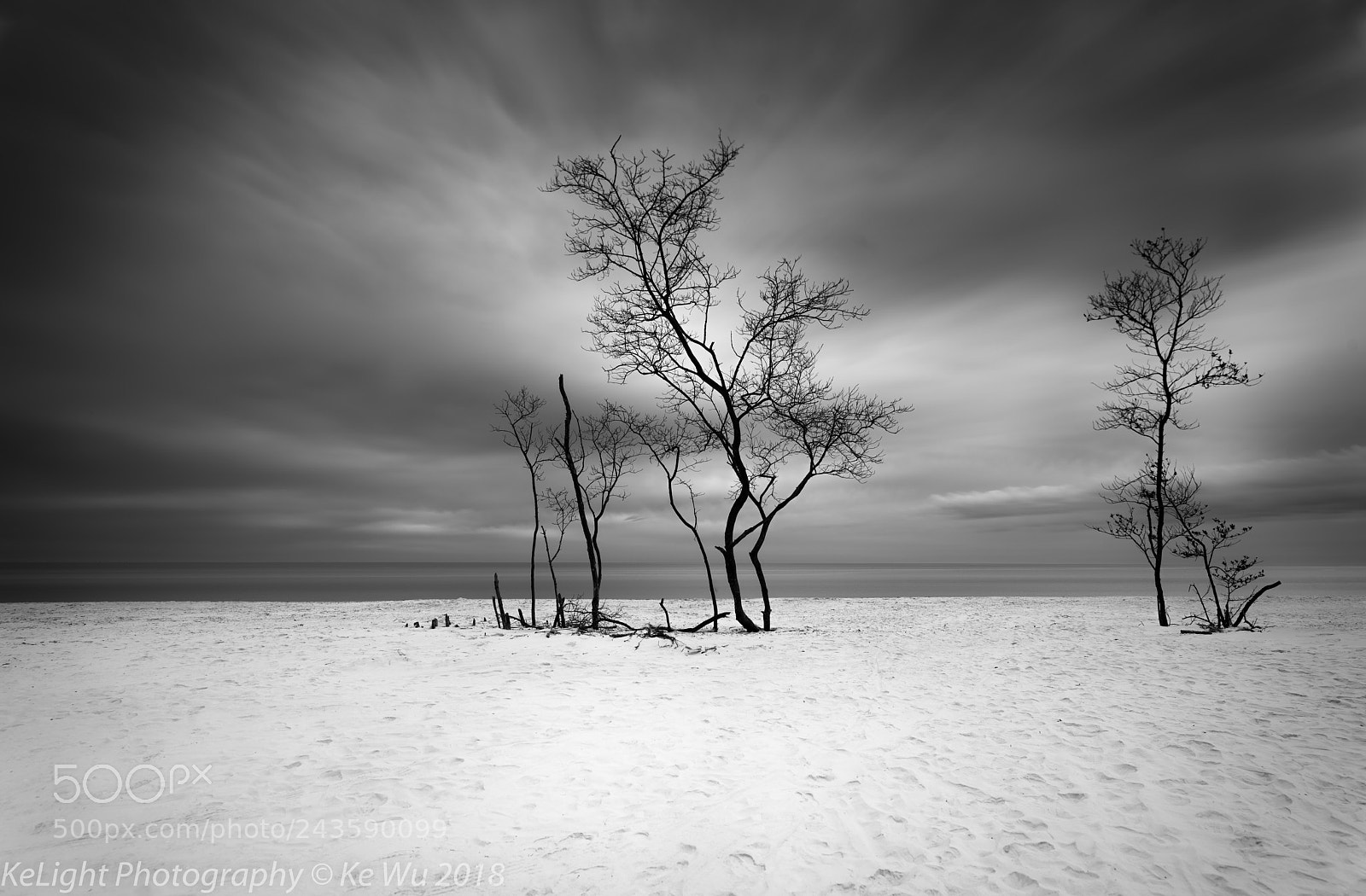 Nikon D810 sample photo. Wintering tree on the photography
