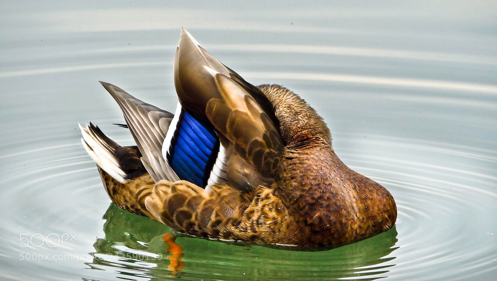Sony DSC-HX200V sample photo. Duck show photography