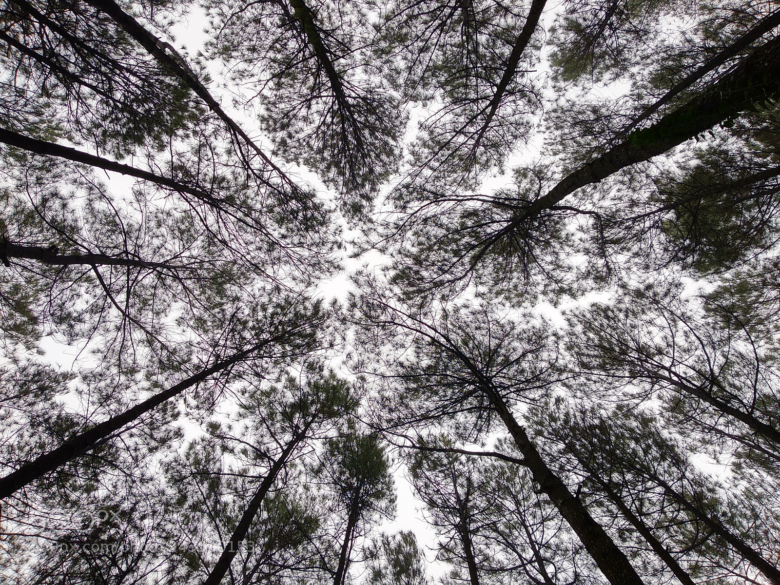 Xiaomi Mi A1 sample photo. Pine forest photography