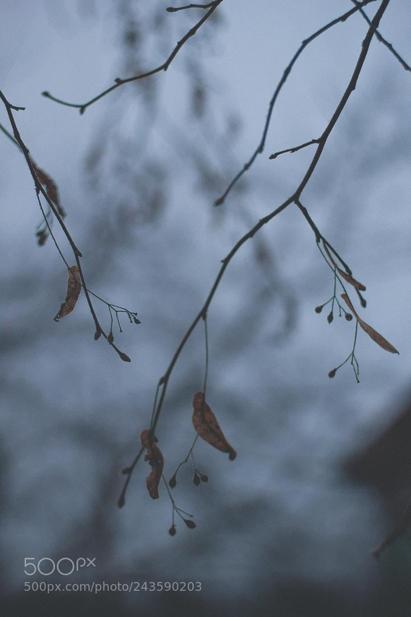 Canon EOS 60D sample photo. *** photography