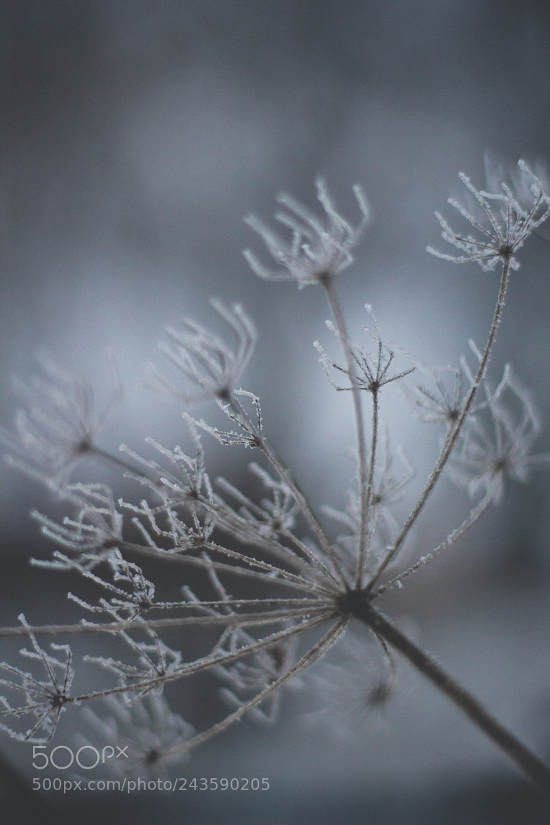 Canon EOS 60D sample photo. *** photography