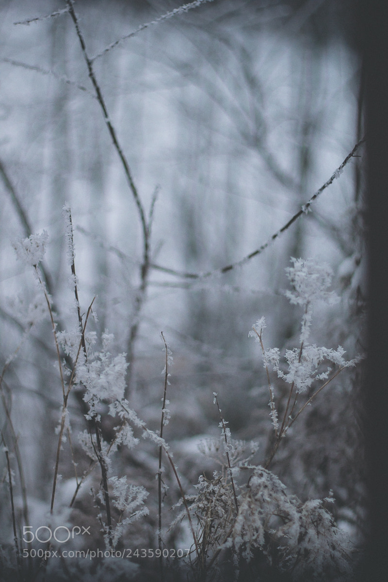 Canon EOS 60D sample photo. *** photography